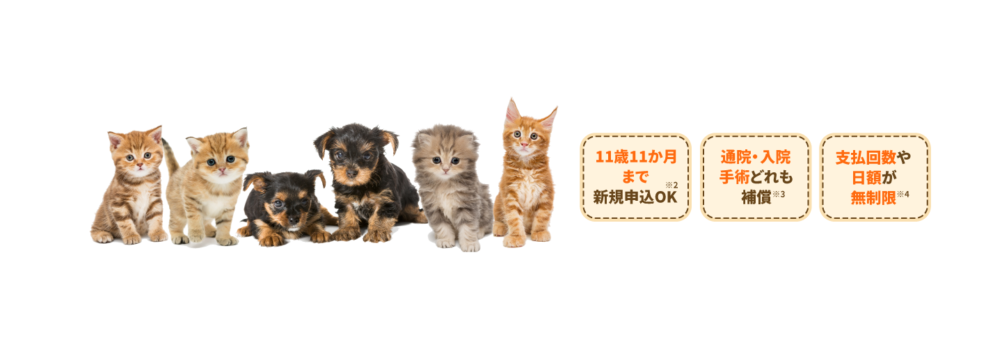 保険市場ネット申込ランキング※2 ペット保険 第1位 11歳11か月まで新規申込OK!※3 原則、一生涯補償が継続!※4